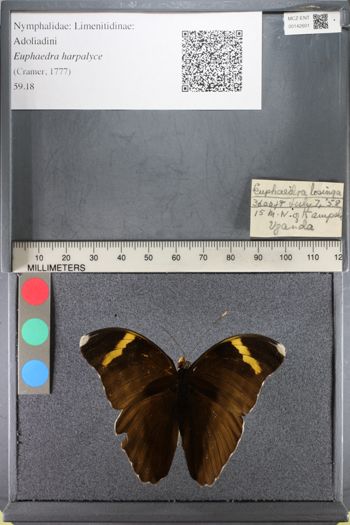 Media type: image;   Entomology 142601